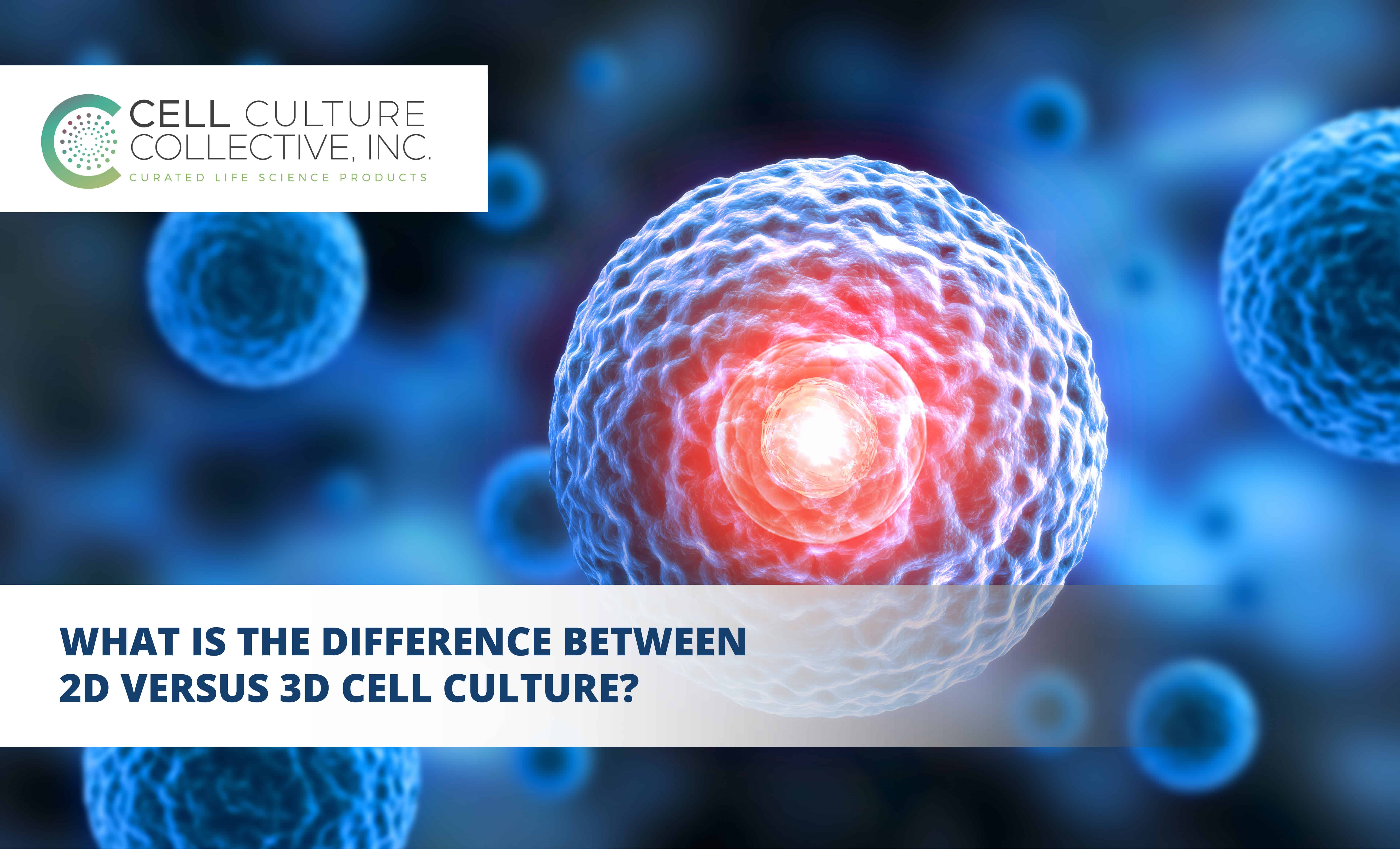 3D vs 2D Cell Culture: A Comprehensive Comparison and Review - Cell ...