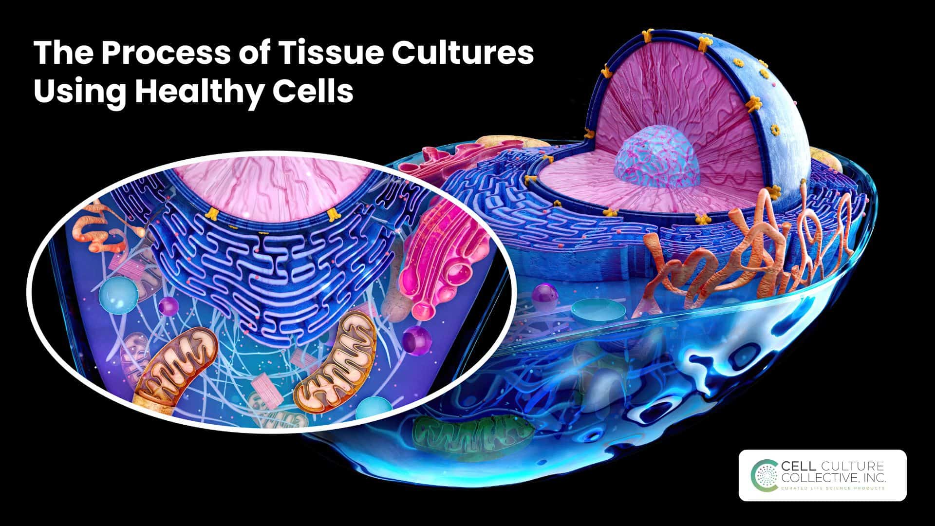 Tissue Culture Using Healthy Cells