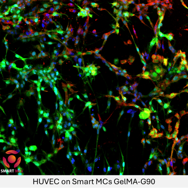 SmartMCs GelMA (Gelatin Methacryloyl) Hydrogel - Image 6