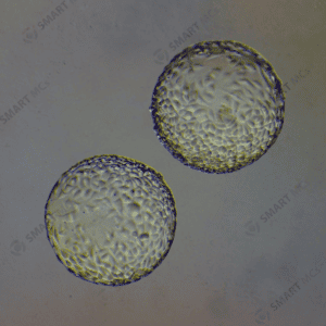 P1 Synthetic Microcarriers for Cell Culture_3