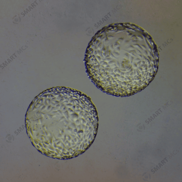 SmartMCs P1 Microcarrier for Cell Culture - Image 3