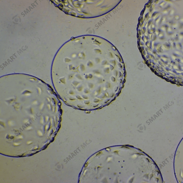 SmartMCs P1 Microcarrier for Cell Culture - Image 4