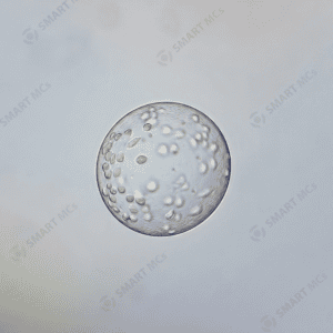 P2 Dissolvable Microcarriers for Cell Culture_2