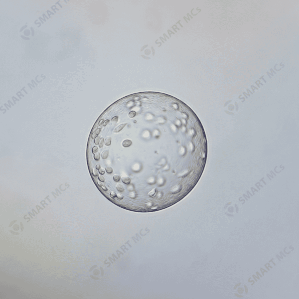 SmartMCs P2 Microcarrier for Cell Culture - Image 6
