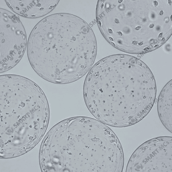 SmartMCs P2 Microcarrier for Cell Culture - Image 5