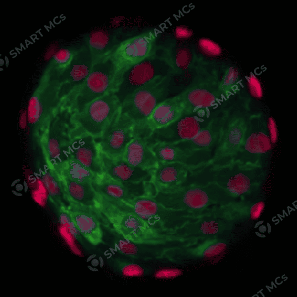 SmartMCs P2 Microcarrier for Cell Culture - Image 4